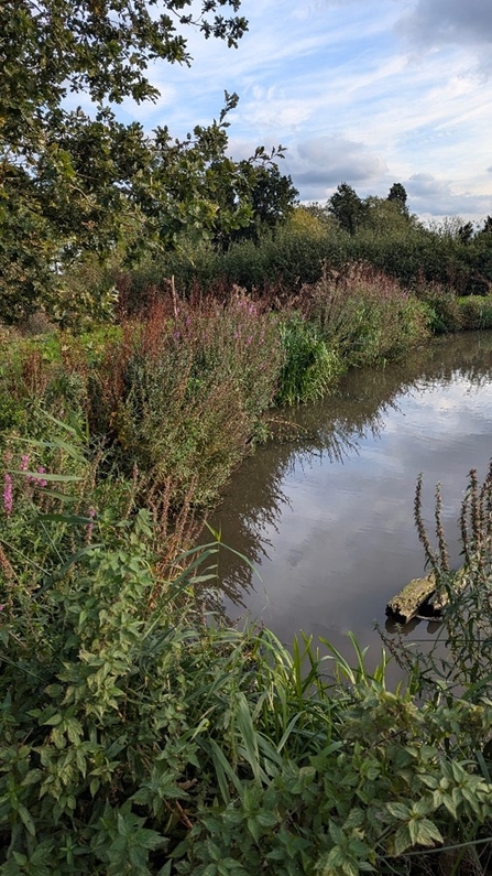 The pond (right) is fringed by a huge amount of green foliage, including plants with pink flowers.