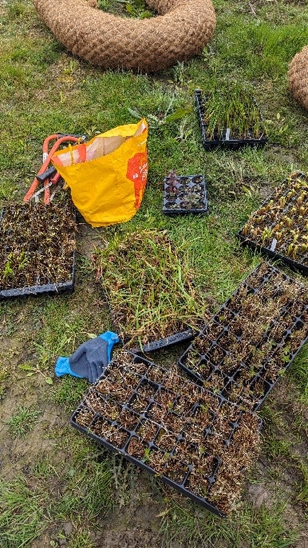 Several seed trays have green, wiry grass-like plants growing from them.