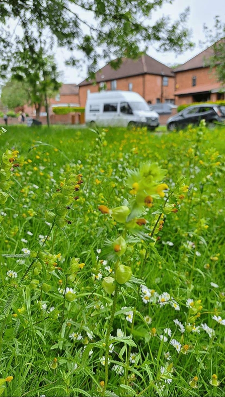 an area of grass on a housing estate/residential street that is blooming with yellow rattle