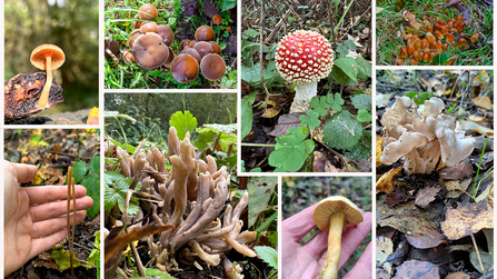 Composite shot showing many different fungi specimens