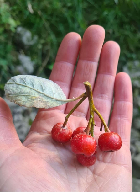 Rock whitebeam berries -  a cluster of 5 red berries attached to a stem with a single leaf, resting in the palm of a hand being shown to the camera.