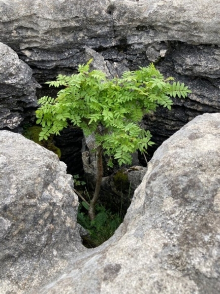 A rowan tree in a limestone gryke