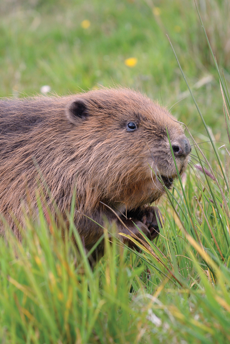 beaver facing the right of the screen sitting in grass.