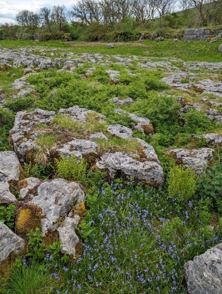 Blackthorn emerging through the limestone pavement in the Yorkshire Dales.