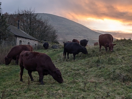 Cattle grazing on the side of Ingleborough mountain in the Yorkshire Dales at sunrise. A yorkshire barn is in the background to the left and another big mountainous hill is in the distance.