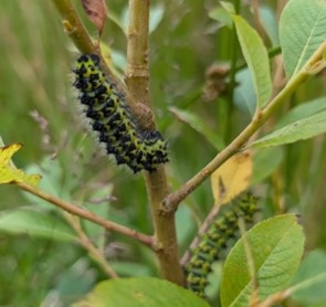 Emperor moth caterpillars on the steam of a plant surrounded by green leaves