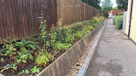 raised bed against a fence full of bedding plants for wildlife next to a path in the community