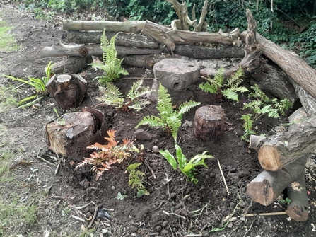 A stumpery that has been made for the benfit of wildlife. Logs and plants are dotted around a freshly-turned area of soil.