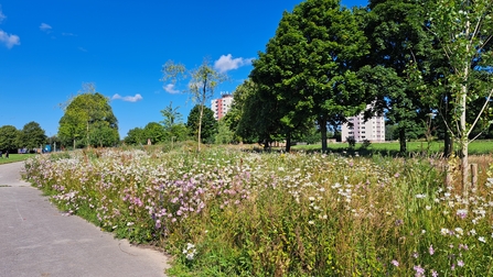 View of a restored area for nature on a community park. High rise flats in the distance. The area is next to a path and is flourishing with wildflowers