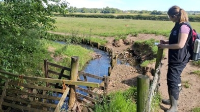 Monika (Project officer) stands to the right of a fence, with the foss winding through the centre between fences.