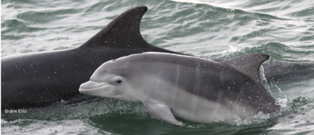 Young Bottlenose dolphin swimming in the sea beside an adult dolphin