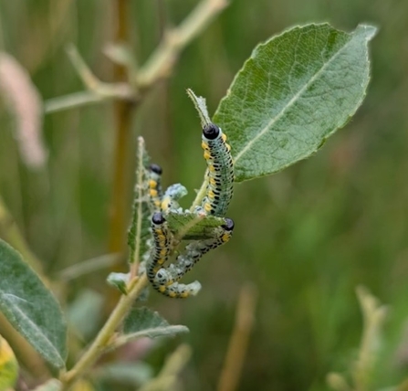 Sawfly larvae on the stem and green leaves of a plant