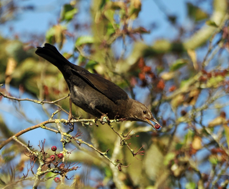 Female blackbird with hawthorn berry in beak