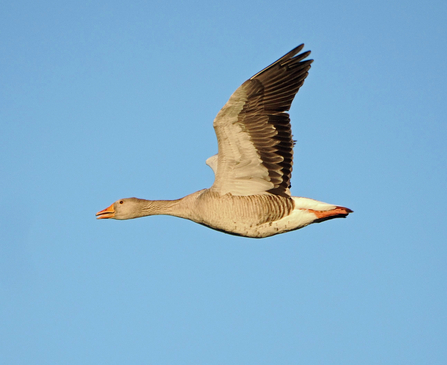 Greylag goose flying through blue sky