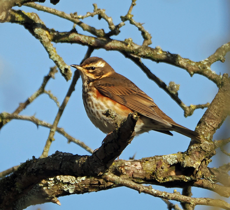 Redwing in tree with blue sky background