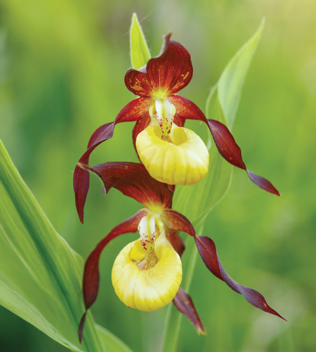 yellow and red flower double head on a green stem