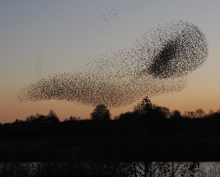 Starling murmuration over trees