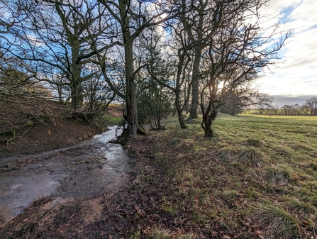 The river foss (left) runs past a slightly muddy slope leading into a field, with a copse of trees in the distance.