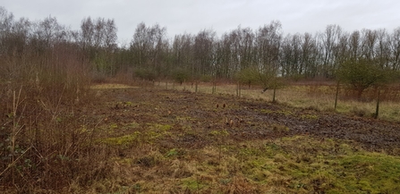 Cleared scrub area at Barlow Common