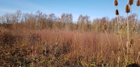 Regrowth in scrub area at Barlow Common in the winter sunshine