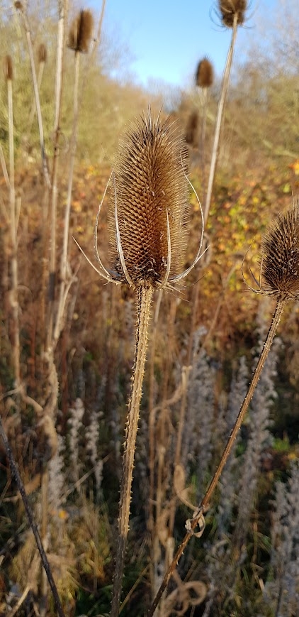 Single teasel in the winter sun