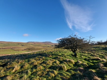 View of Brae Pasture in the Yorkshire Dales, rolling landscape and solitary tree