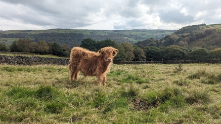 highland calf stood in the centre of the shot on grass on a hilly nature reserve