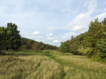 view of a grassy area between trees on a nature reserve