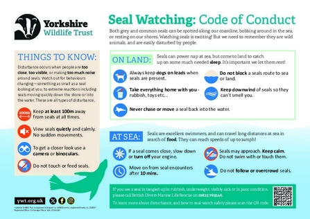 Information on how to safely watch seals along Yorkshire's coast