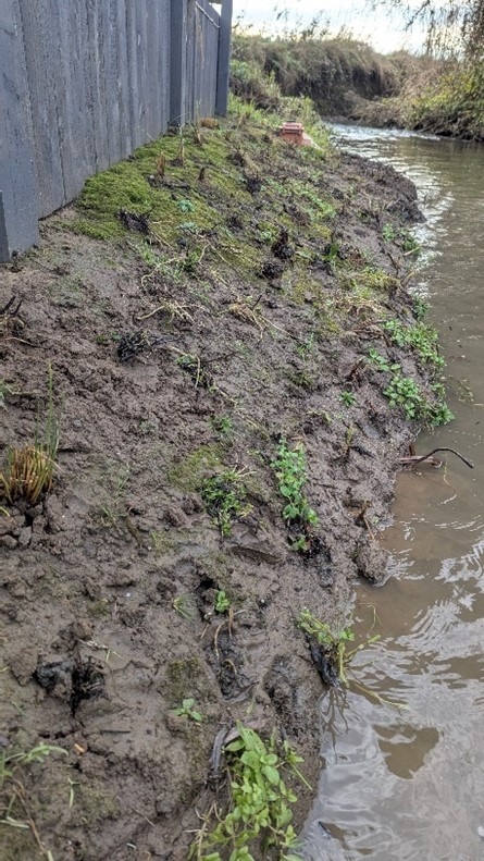 A muddy bank covers most of the image, with small patches of green plant.