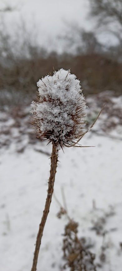 Single teasel covered in snow