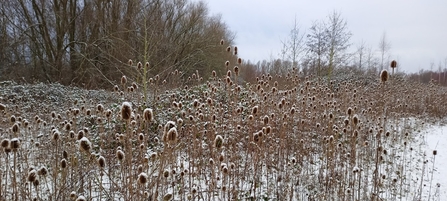 Teasel clump covered in snow