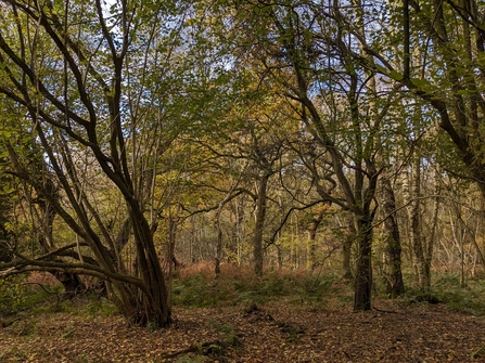 View through an ancient woodland in autumn/winter