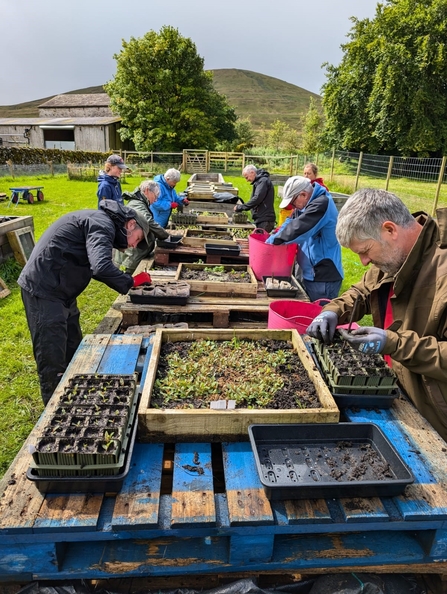 People on two sides of raised palette tables, potting on seedlings in a montane nursery on Ingleborough