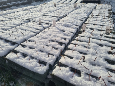 trays of seedlings covered in a layer of snow