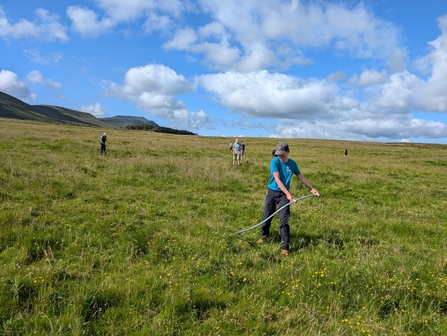 group of people widely spread out on Ingleborough carrying our practical conservation tasks on the land