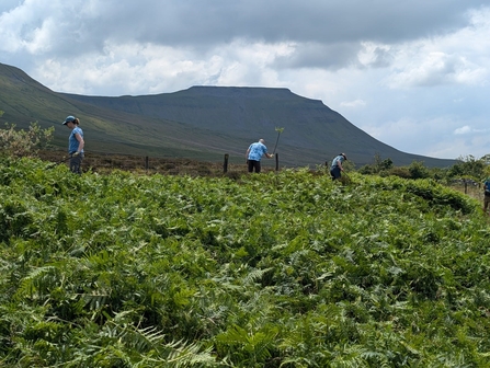 group of people widely spread out on Ingleborough carrying our practical conservation tasks on the land. View of the mountain in the background.