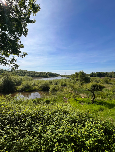 Thorpe Marsh reserve in summer