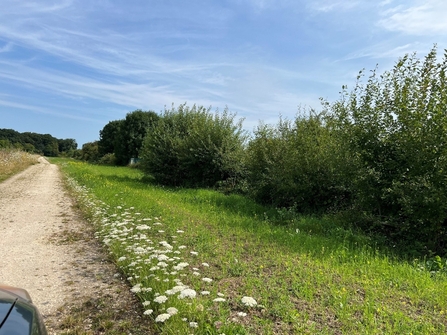 Cover crop area at Parson's Carr