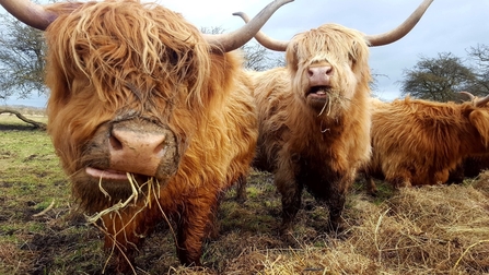 Highland cattle at Parson's Carr