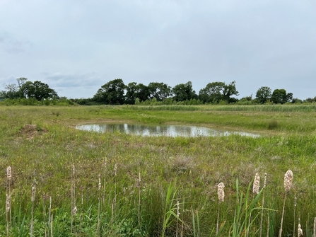 Wet grassland habitat at Parson's Carr