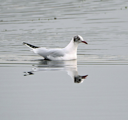 Black-headed gull coming into breeding plumage