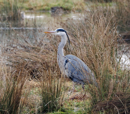 Grey heron standing among reeds