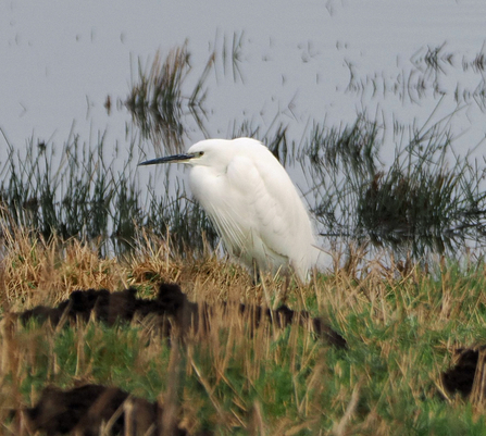 Little egret next to lagoon