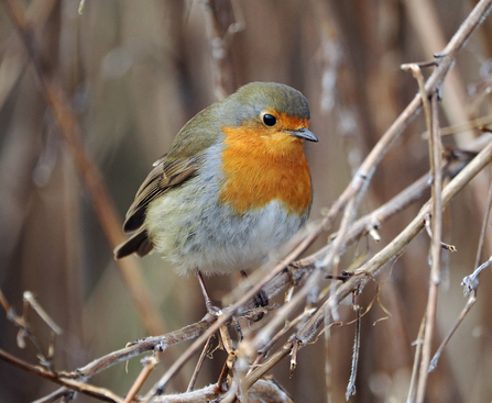 Robin looking into lens