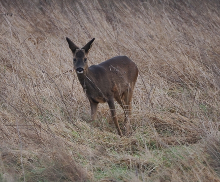 Roe deer standing in long grass