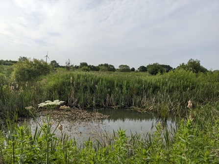 Skerne Wetlands view of the water from the grassy bank