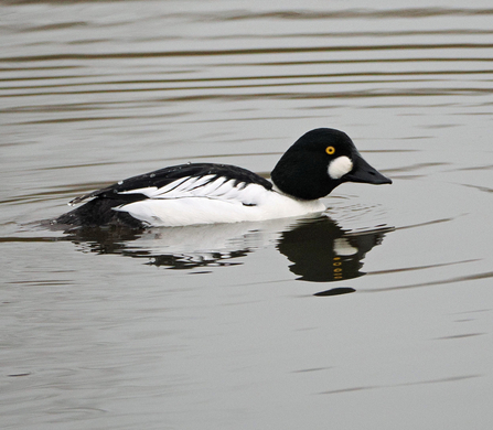 Male goldeneye swimming with reflection in grey water