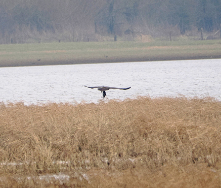 Marsh harrier carrying waterbird prey over reedbed