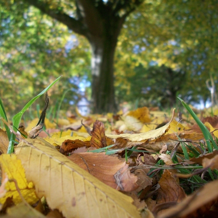 leaf litter